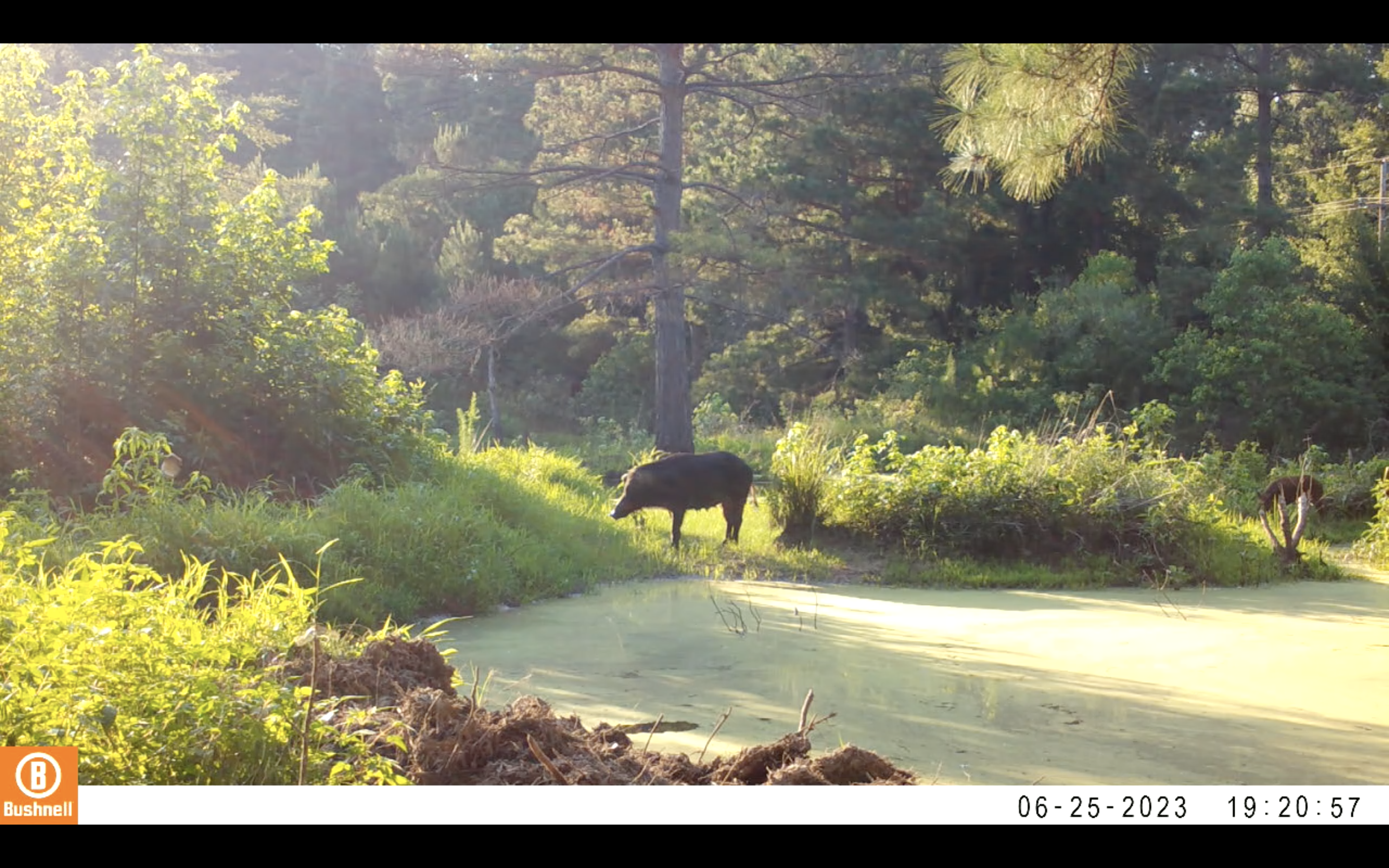 Sow and piglette in beaver pond.png