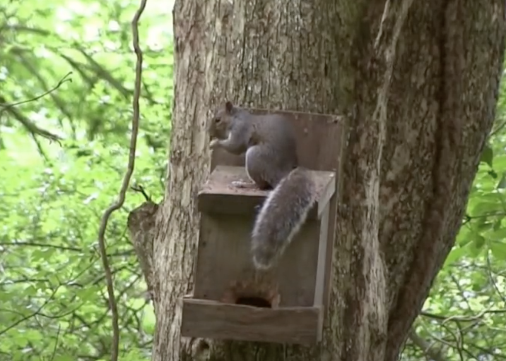 Squirrel Vigilance in the Forest Shade.png