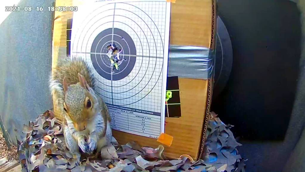 squirrelbaitaug2021a.1629573522.jpg