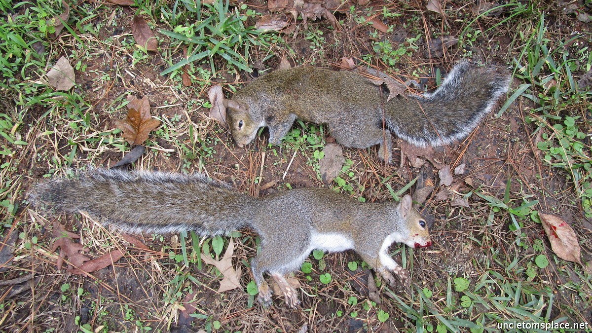 Squirrels 111824.jpg