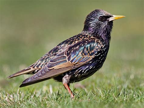 starling.1649533187.jpg