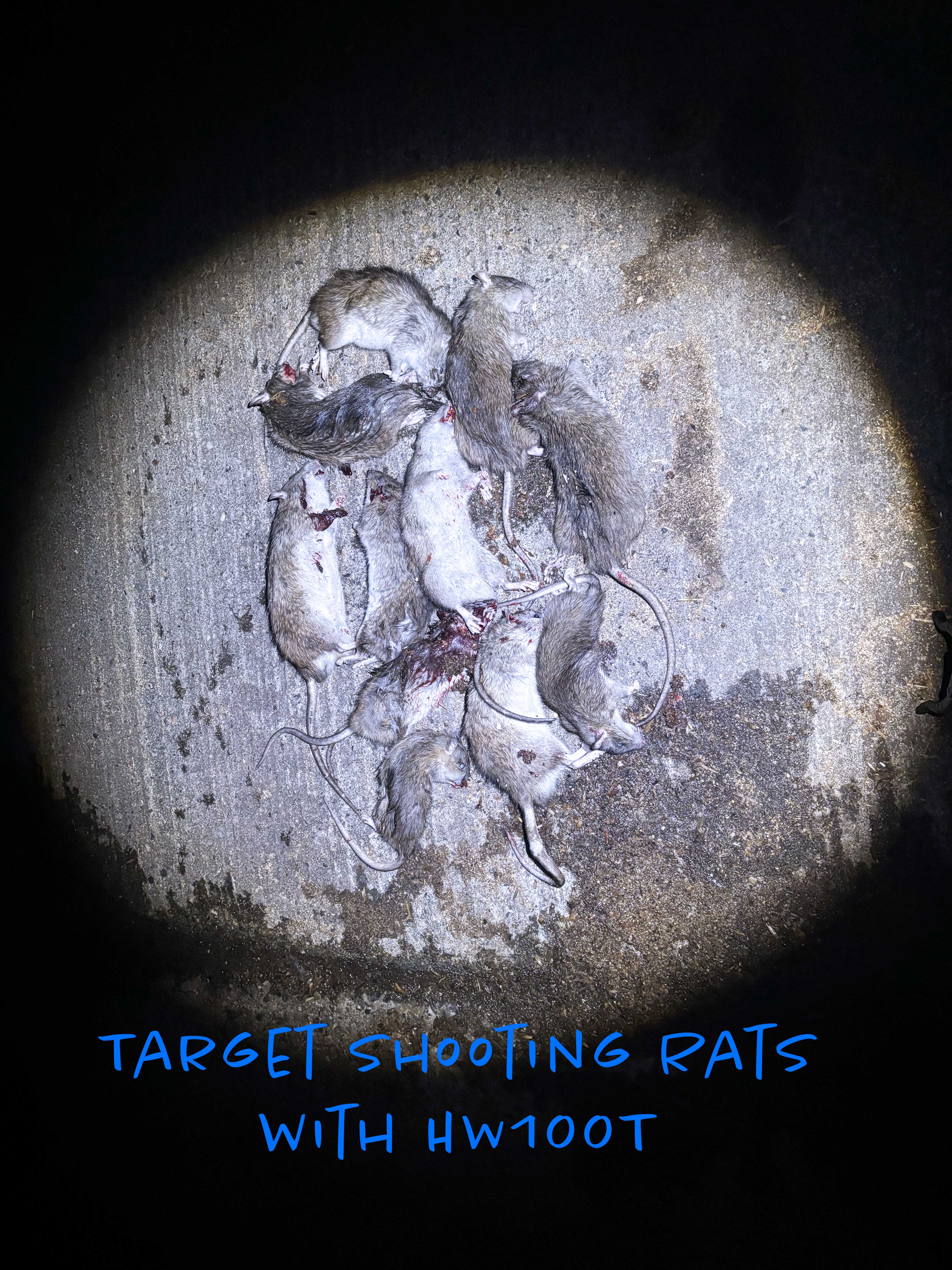 Target-Shooting-Rats.jpg