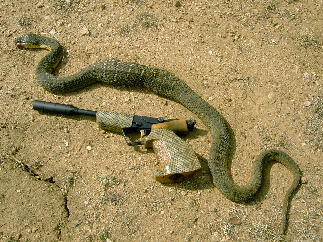 Tau and snake.1640064620.JPG