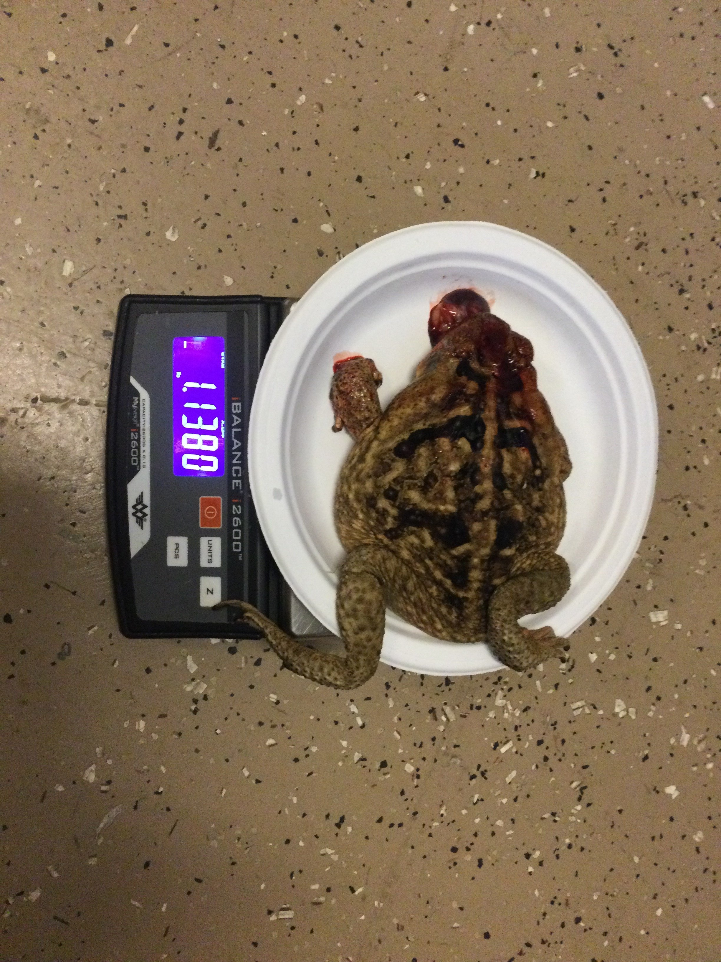 toad weighing 1.1 lbs.JPG