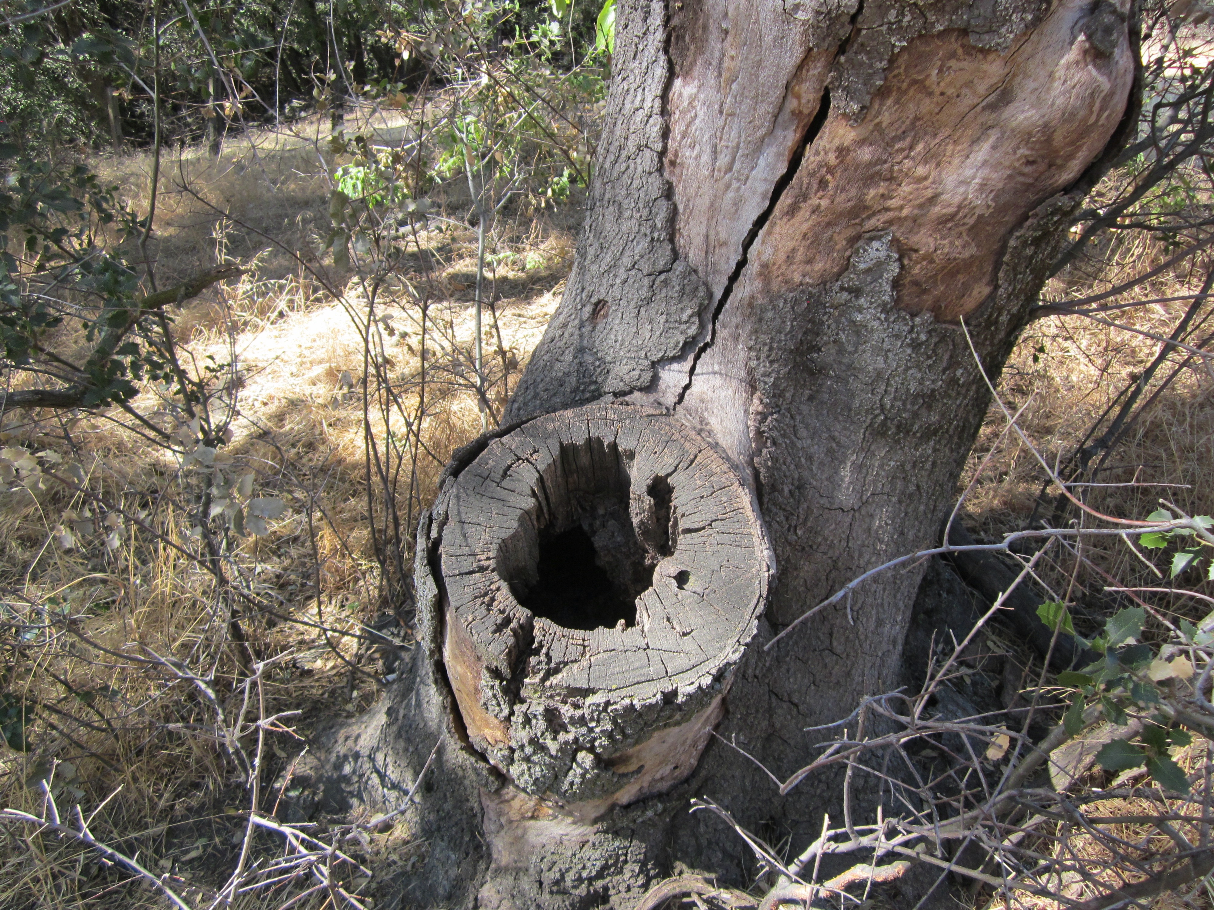 Tree Hideout.jpeg