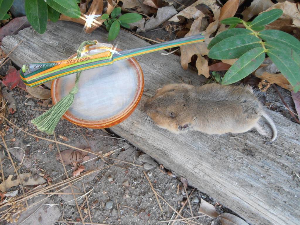 Turkey Call Gopher.1623949073.JPG