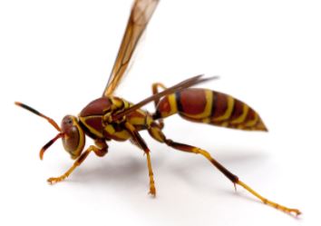 wasp.1627416145.JPG