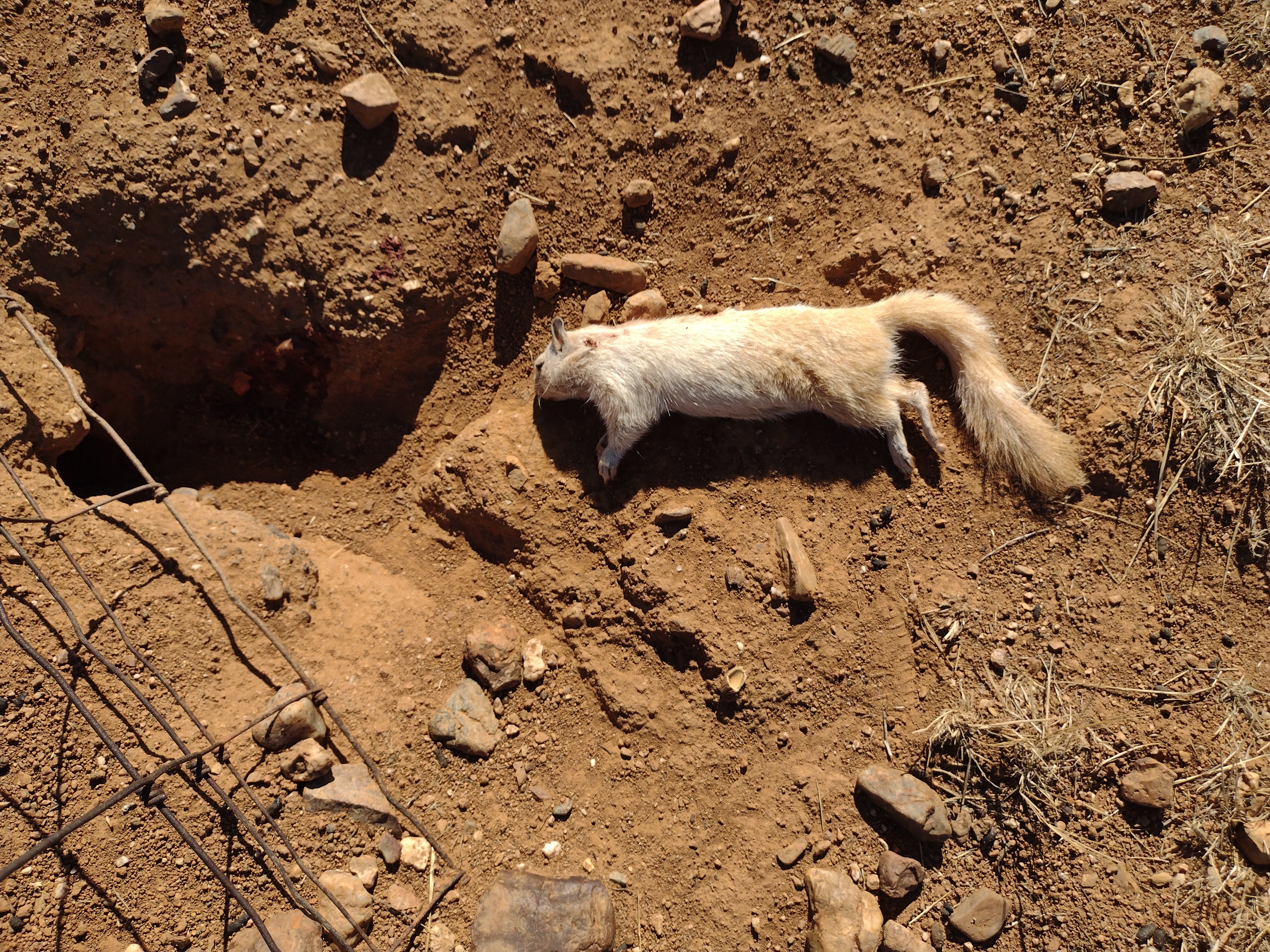 White ground squirrel.jpg