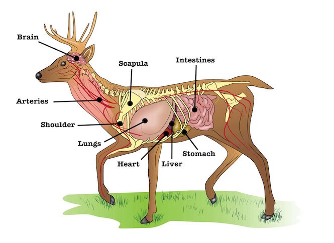 whitetail-deer-anatomy.jpg