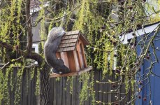 squirrelbirdfeeder2018.JPG