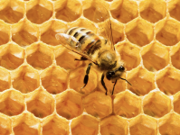 img-HoneyComb.png