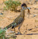 roadrunner-lizard.jpg