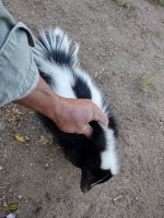 skunk.jpg